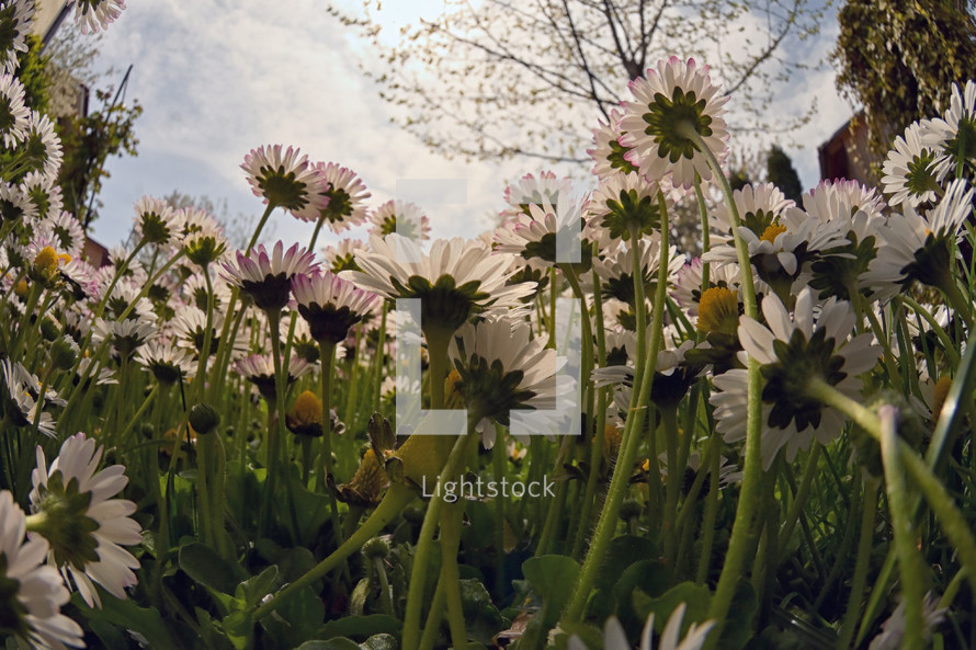 closeup of daisies in a field 