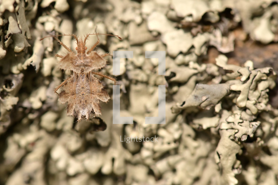 bug on lichen 