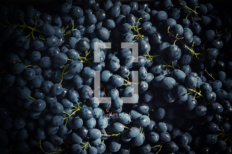 blue grapes background 