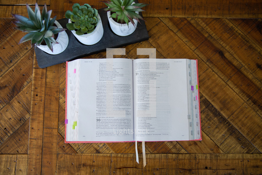 house plants and opened Bible 