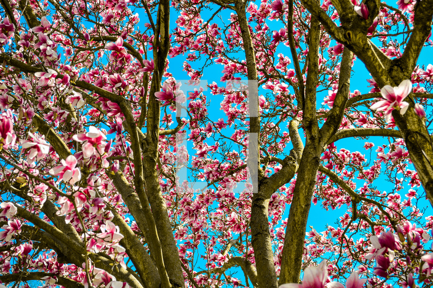 flowering tree in spring 