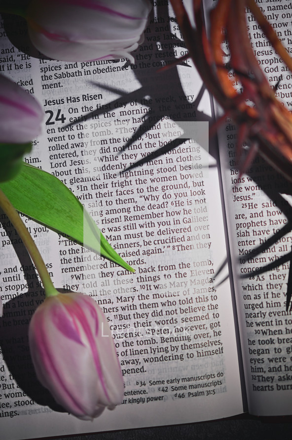 Closeup Crown of thorns and Tulips on Open Bible