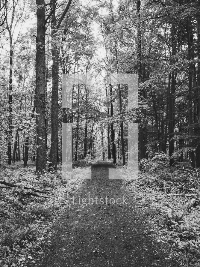path through a forest in black and white 