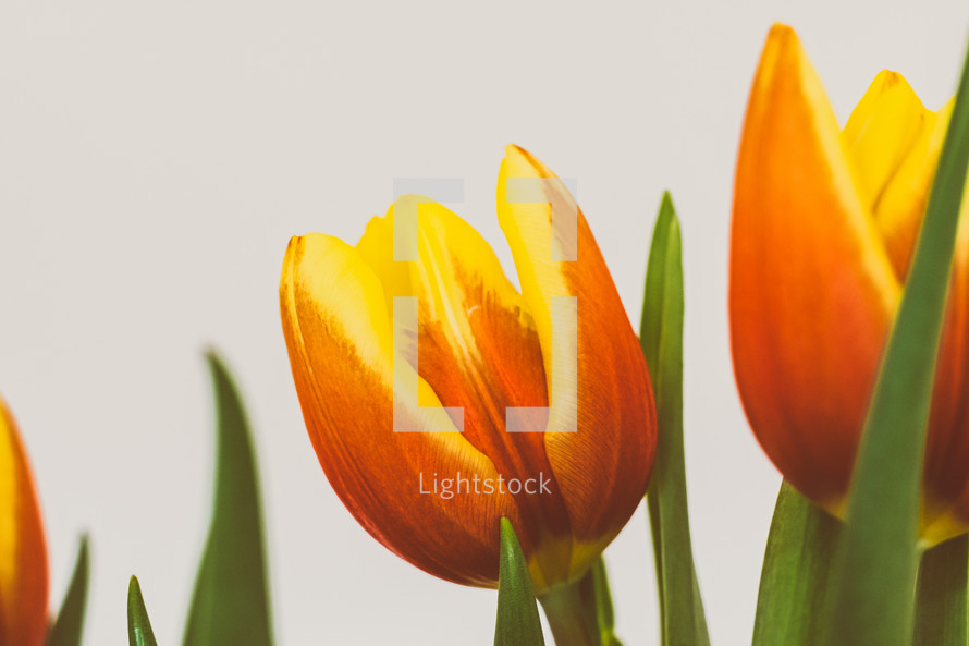 orange and yellow tulips 