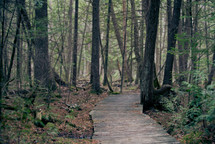 wood trail through a forest 