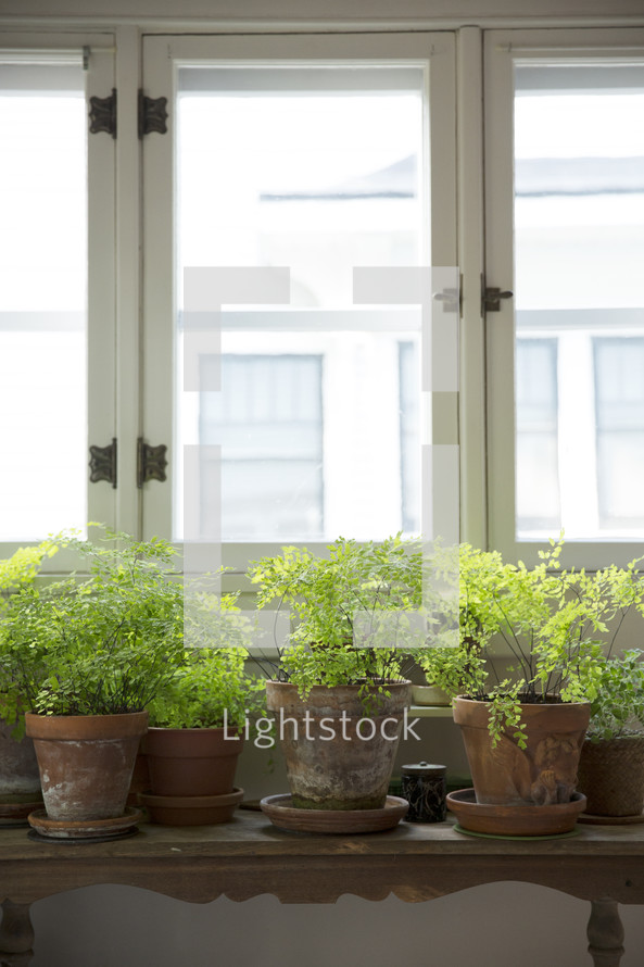 Plants in terra cotta pots in front of windows.