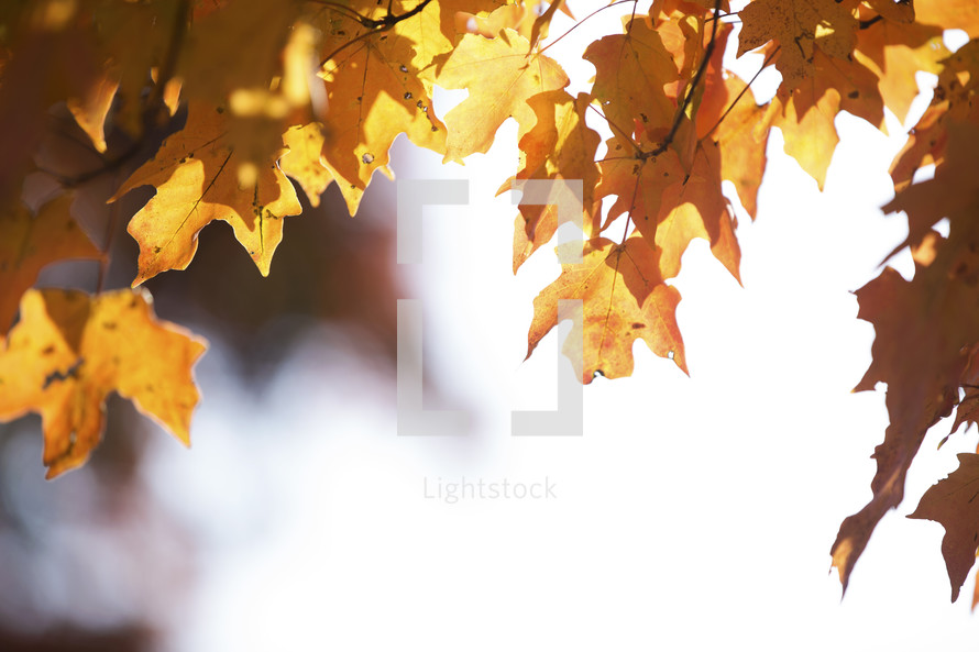 Sunshine through fall leaves.