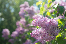 pink flowers 