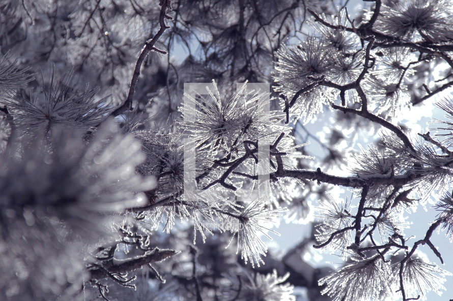 icy pine tree