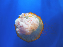 jelly fish 