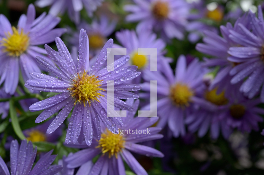 Purple flowers with yellow centers and dew drops