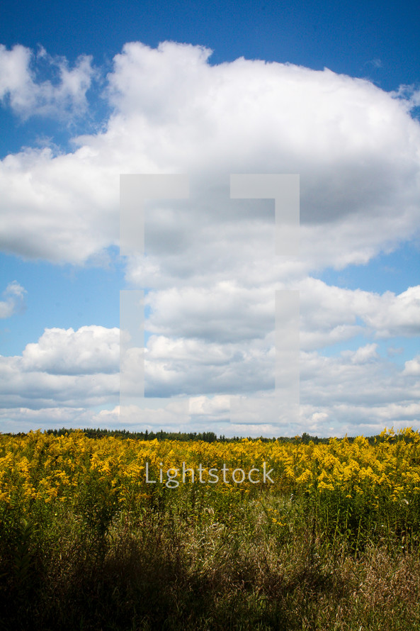 white clouds over a canola field 