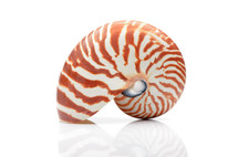 nautilus shell 