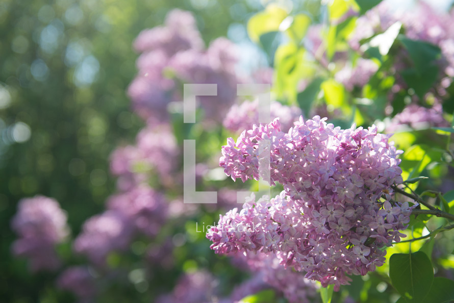 pink flowers 