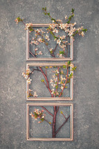 Abstract Cherry Blossoms Spring Brunch Tree Inside of Classic Frame