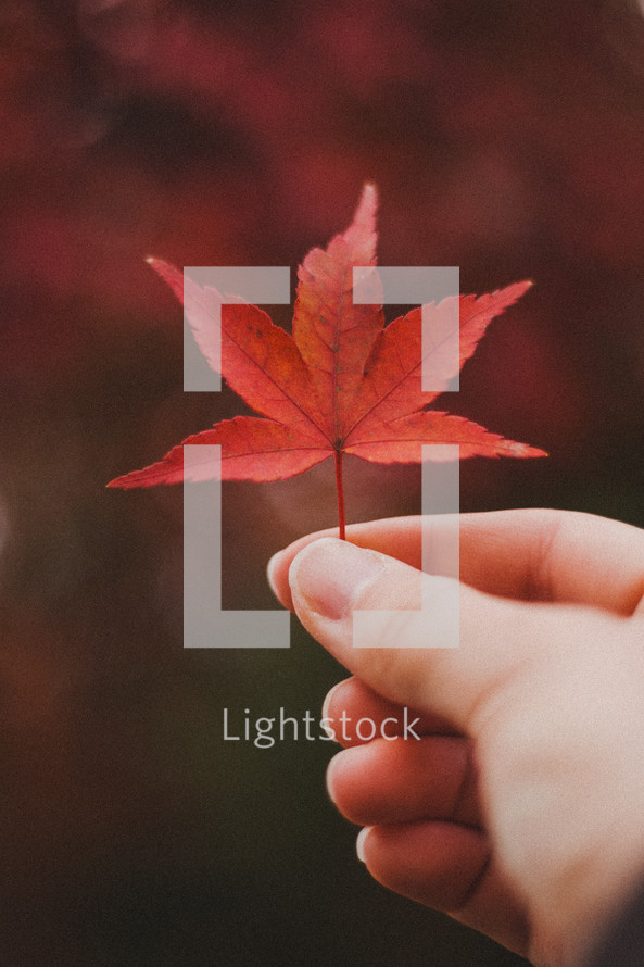 hand holding a red maple leaf 
