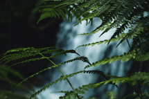 Ferns with Waterfall in Background