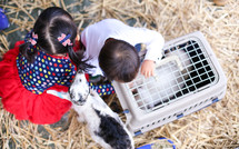 children at a petting zoo 