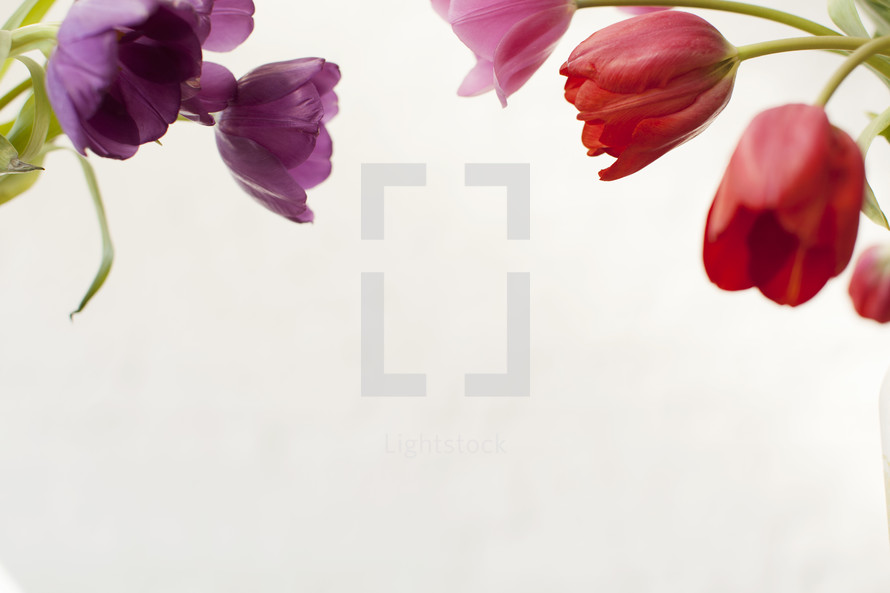 pink, purple, and red tulips 