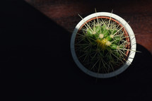 potted cactus plant in sunlight 