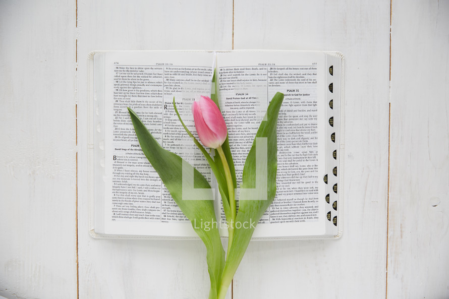 a tulip on the pages of a Bible 