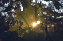 sunlight on a green leaf