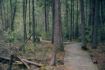 wooden trail through a forest 