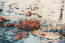 fall leaves floating in a puddle 