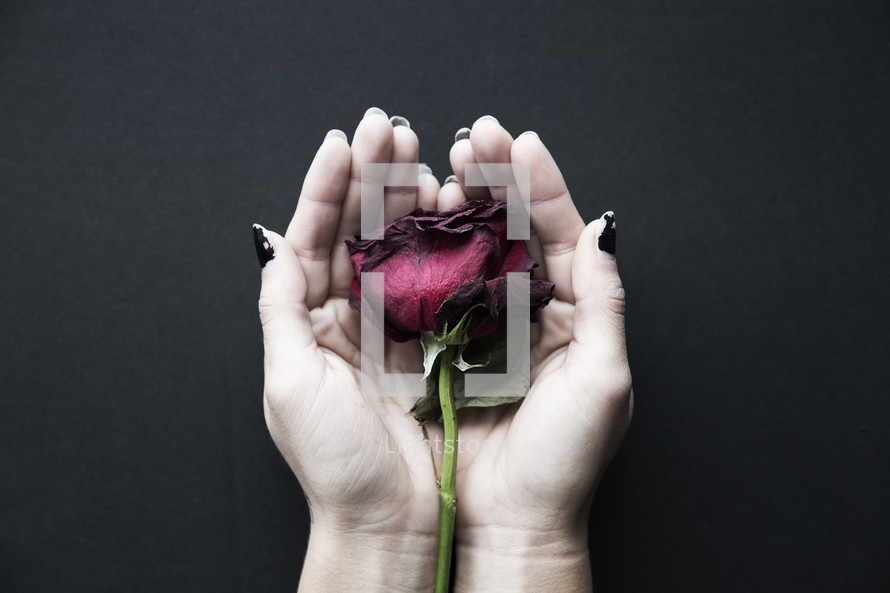 A woman's hands cradling a single red rose.