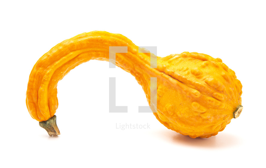 bumpy gourd 