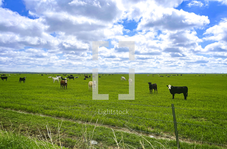 cattle in a pasture 