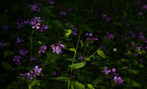 Closeup Phlox Subulata, Deep Purple in spring time