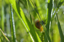 closeup of a snail on grass