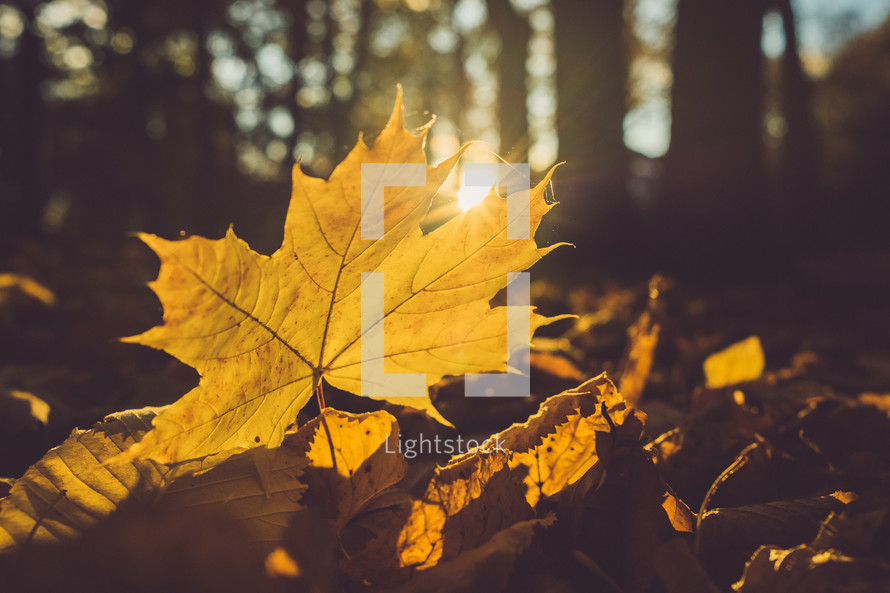 golden fall leaf under a sunbeam in a forest 