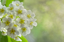 white spring blossoms 