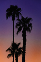 palm trees against a purple sky at sunset 