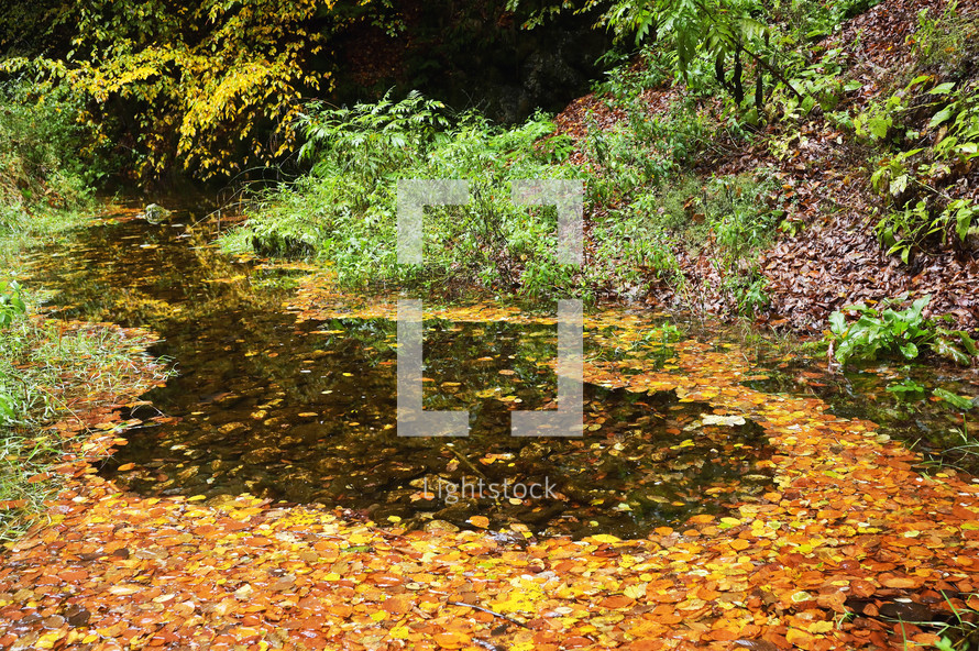 pond surrounded by autumn leaves and trees 