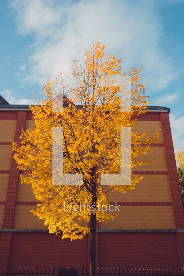 golden fall leaves on a tree