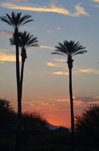 silhouette of palm trees 