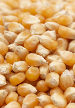 popcorn kernels 