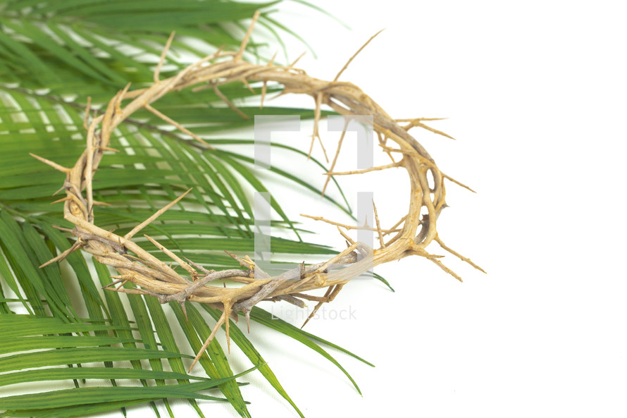 crown of thorns on palm fronds on a white background 