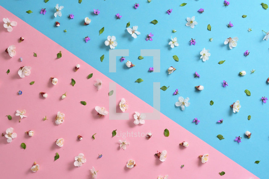 spring flowers on pink and blue background