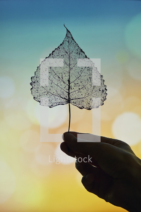 Abstract Dry Transparent Poplar Leaf in Nature
