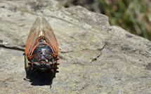 cicada on a rock 