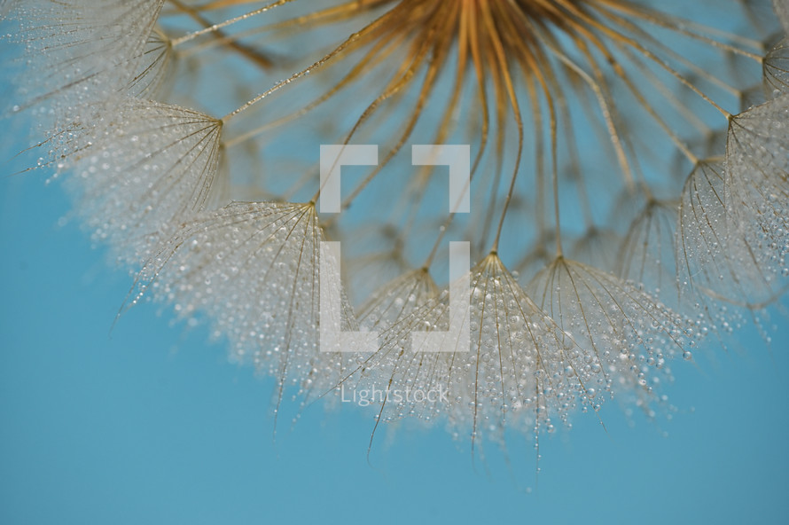 Closeup Dandelion and dew drops, soft nature background