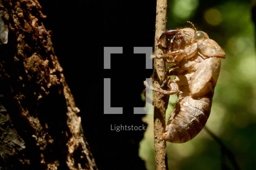 cicada shell 
