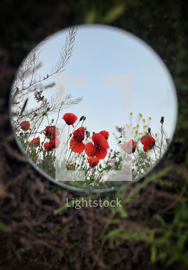 Abstract Mirror Which Reflects Poppy Flowers and Sky