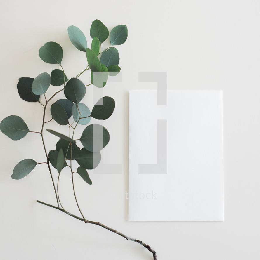 envelope and a twig with green leaves on white background