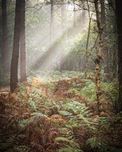 sunbeams radiating through trees into a forest 