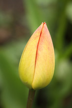flower bud 